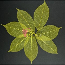 Frunze naturale uscate 4 bucati, Yellow